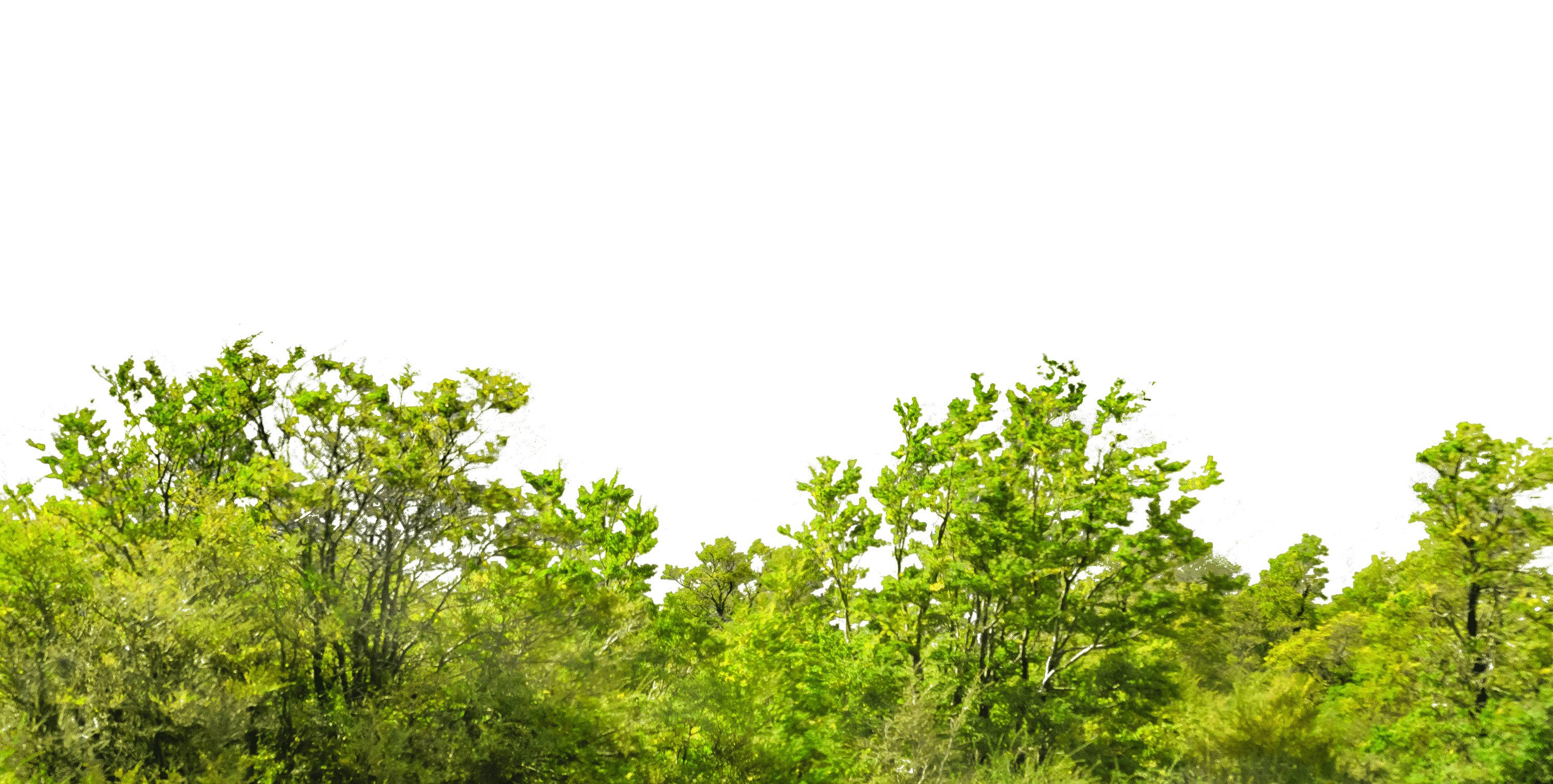 A row of lucious green trees